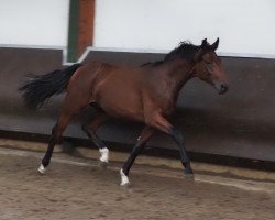 Springpferd Cafe‘s Romeo (Oldenburger, 2022, von Cafe au lait 2)