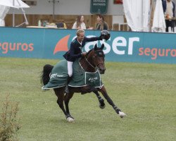 broodmare Calleryama (Holsteiner, 2010, from Casall Ask)