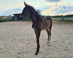 dressage horse Maleficent MS (Oldenburg, 2023, from Skyline To B)