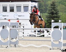 jumper Kenya van de Kleinheide (Belgian Warmblood, 2010, from Thunder van de Zuuthoeve)