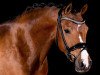 dressage horse Hidden Secret (German Riding Pony, 2016, from Highlight P)