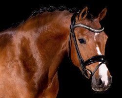 dressage horse Hidden Secret (German Riding Pony, 2016, from Highlight P)