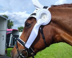 broodmare Cecilia (German Sport Horse, 2006, from Celentano)