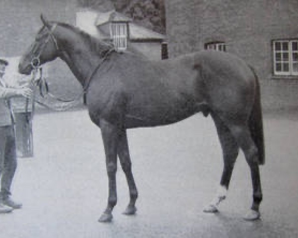 Deckhengst King's Troop xx (Englisches Vollblut, 1957, von Princely Gift xx)
