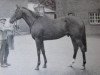 stallion King's Troop xx (Thoroughbred, 1957, from Princely Gift xx)