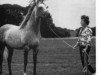 stallion Scindian Magic (Arabian, 1961, from Indian Magic ox)