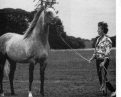 stallion Scindian Magic (Arabian, 1961, from Indian Magic ox)