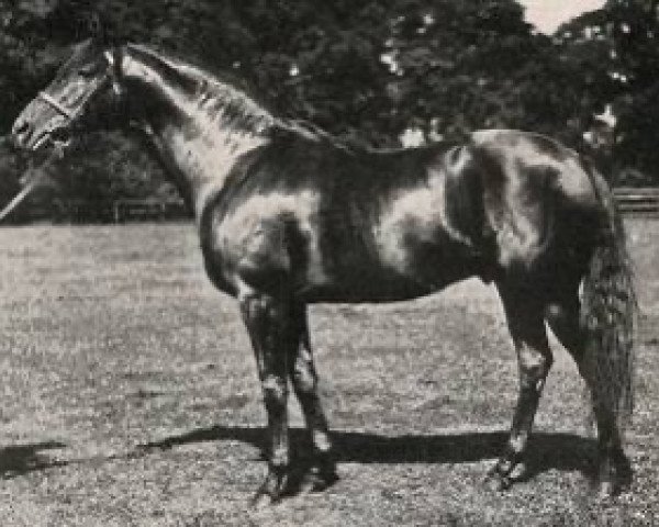 stallion Bold Archer xx (Thoroughbred, 1924, from Phalaris xx)