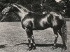 stallion Bold Archer xx (Thoroughbred, 1924, from Phalaris xx)