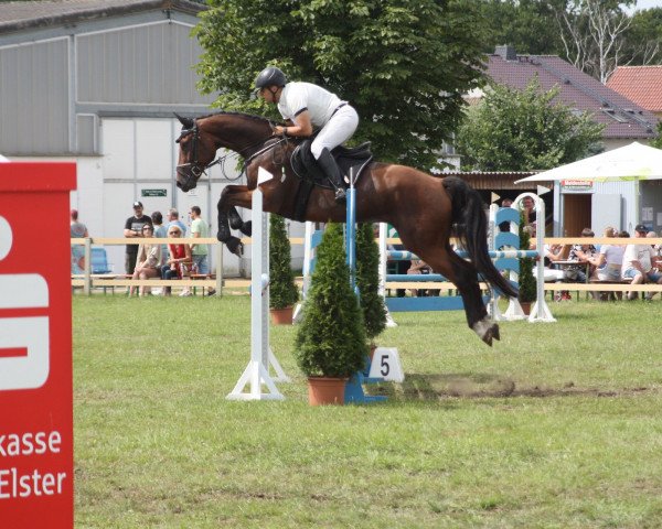 jumper Quickstep Gold (German Sport Horse, 2018, from Quiz)