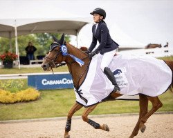 jumper Bretzelle D'Arthenay (Selle Français, 2011, from Epsom Gesmeray)