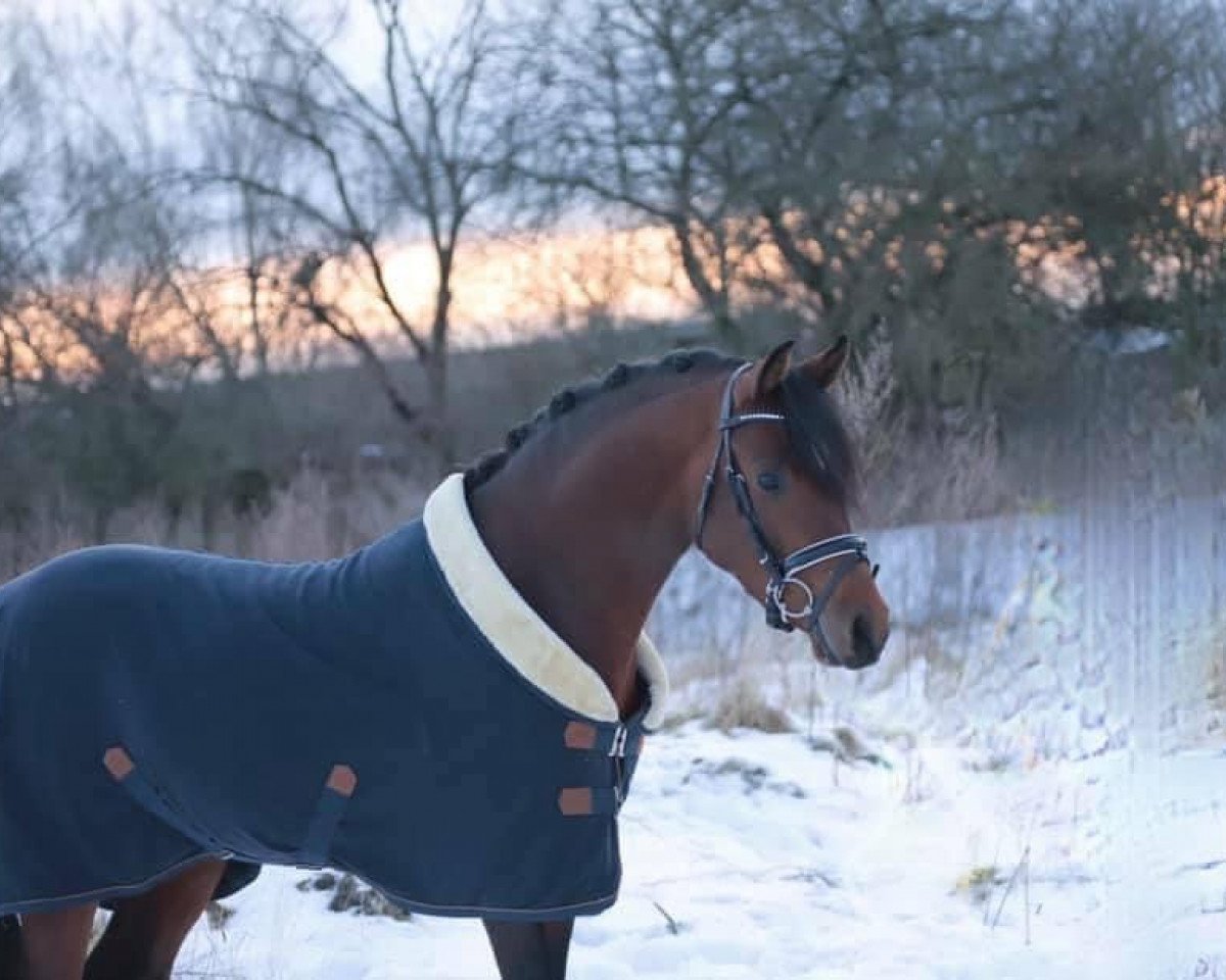 Dressurpferd Cocobell de Karma (Deutsches Reitpony, 2017, von Coke saint of the Life)