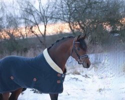 dressage horse Cocobell de Karma (German Riding Pony, 2017, from Coke saint of the Life)