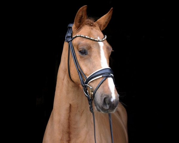 horse All the Best 4 (German Riding Pony, 2019, from Ampere)