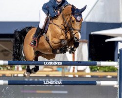 Springpferd Ferrari VDL (KWPN (Niederländisches Warmblut), 2010, von VDL Cardento 933)