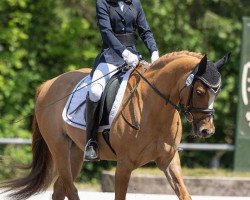 broodmare Darija (German Riding Pony, 2014, from Blanchet)