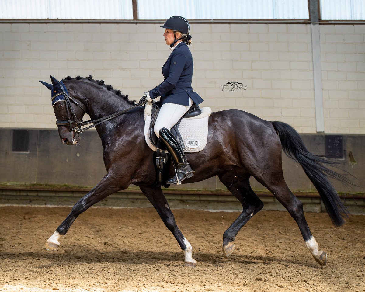 dressage horse Ryon de Royal (Oldenburg, 2012, from Royal Classic I)
