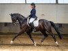 dressage horse Ryon de Royal (Oldenburg, 2012, from Royal Classic I)