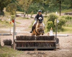 dressage horse Monteverdi 33 (Haflinger, 2015, from Maisturm)