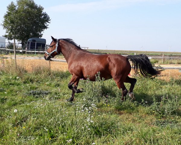 dressage horse My Lady 8 (unknown, 2013)