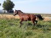 dressage horse My Lady 8 (unknown, 2013)