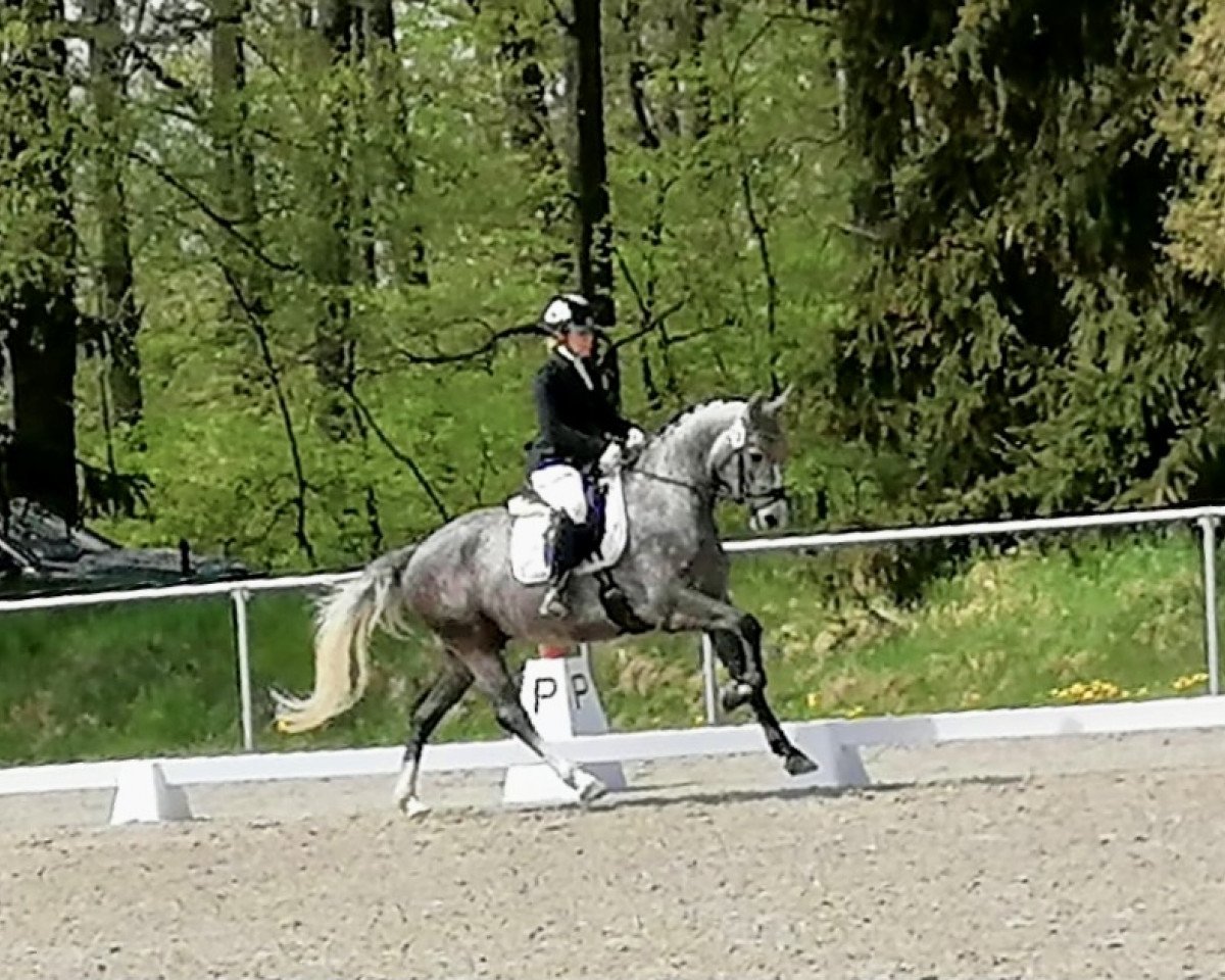 Springpferd Lord Lahnstein 2 (Deutsches Sportpferd, 2018, von Lahnstein 4)