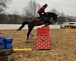 dressage horse Belena 3 (Deutsches Sportpferd, 2014, from Belantis)