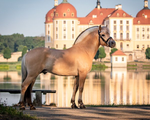 Pferd Kalido WE (Fjordpferd, 2018, von Kilius)