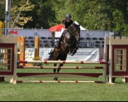 jumper Chininjo de F (Holsteiner, 2012, from Chin Champ)