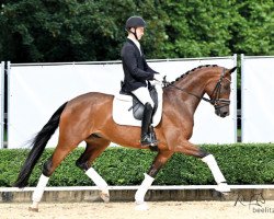 dressage horse Day by Day 15 (Hanoverian, 2018, from Dostojewski)