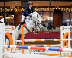 stallion Scotch On Ice Z (Zangersheide riding horse, 2013, from Stakkato)