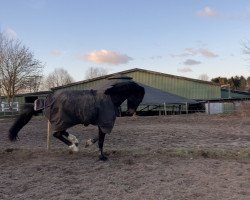 Springpferd Dacino (Holsteiner, 2017, von Diarado)