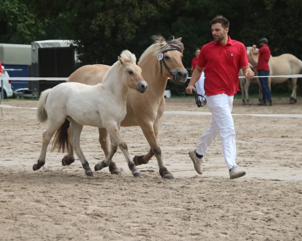 horse Lykka (Fjord Horse, 2023, from Vjarne)