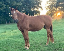 jumper Caty 5 (Hanoverian, 2007, from Catoki)