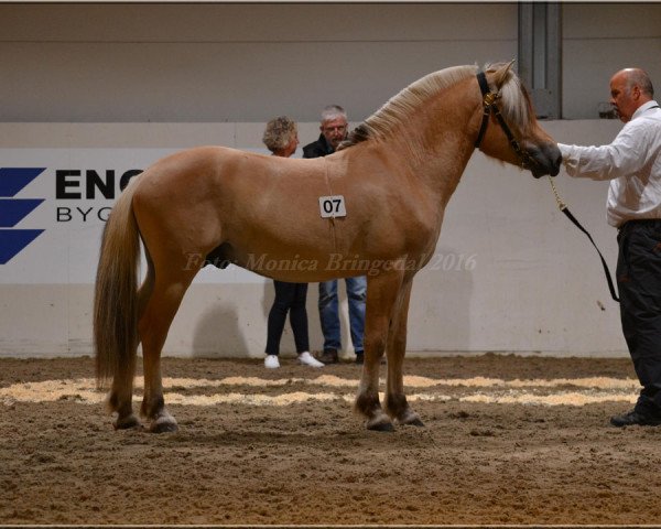 horse Fløgstad Jarl (Fjord Horse, 2014, from Fjelltor N.2527)