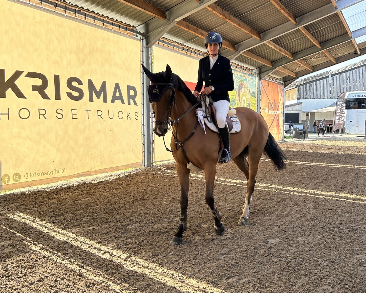 jumper Callaghan Z (Zangersheide riding horse, 2016, from Carrera VDL)