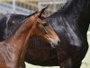 dressage horse Lady Diamond (Oldenburg, 2023, from Vaderland OLD)