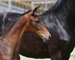 Dressurpferd Lady Diamond (Oldenburger, 2023, von Vaderland OLD)