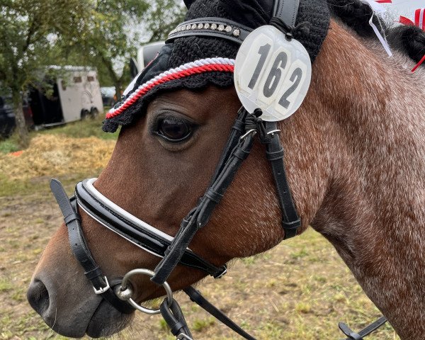 broodmare Pocahontas vom Matthof (Welsh-Pony (Section B), 2014, from Frankenhoehs Bentley)