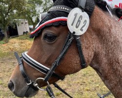 Zuchtstute Pocahontas vom Matthof (Welsh Pony (Sek.B), 2014, von Frankenhoehs Bentley)