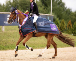 broodmare O' Mega H & Db (Belgian Warmblood, 2014, from Kannan)