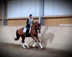 dressage horse Volksheld (Deutsches Sportpferd, 2019, from Vitalis)