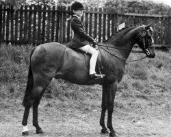 horse Creden Keepsake (British Riding Pony, 1978, from Creden Scarlet Ribbons)