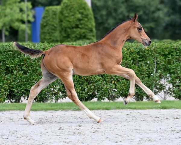 Springpferd Charkov d'Argilla Z (Zangersheide Reitpferd, 2022, von Chaccothage Blue PS)