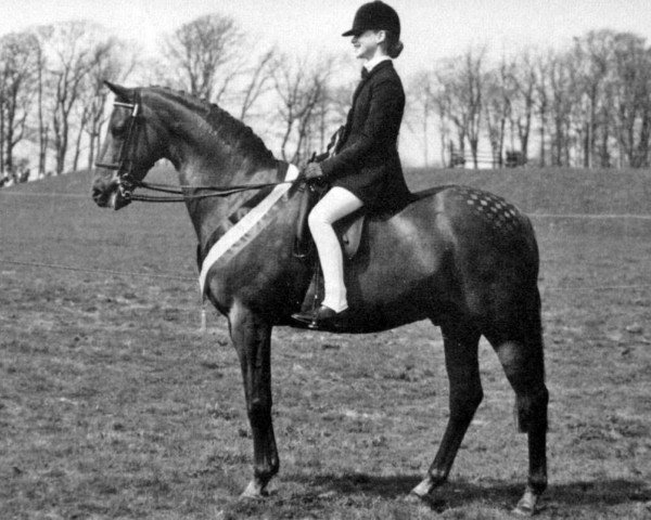 horse Creden Scarlet Sun (British Riding Pony, 1979, from Creden Scarlet Ribbons)