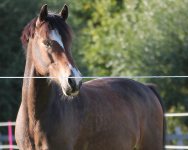 dressage horse Duke of Daylight (German Riding Pony, 2013, from Dankeschön)