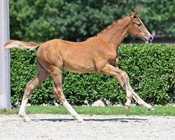 Springpferd Chacall d'Argilla Z (Zangersheide Reitpferd, 2022, von Chacfly PS)