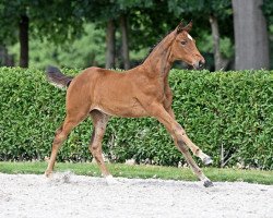 jumper Dourkhina d'Argilla Z (Zangersheide riding horse, 2022, from Dourkhan Hero Z)