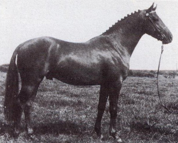 Deckhengst Creden Herewardian (British Riding Pony, 1978, von Mischiefmaker)