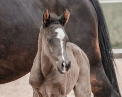 dressage horse Nouvel Eclair (German Riding Pony, 2022, from FS Next Diamond)